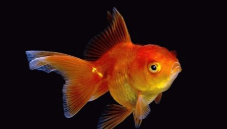 Cosa e come nutrire i pesci rossi?