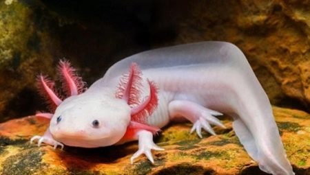 วิธีการเลี้ยง axolotl?
