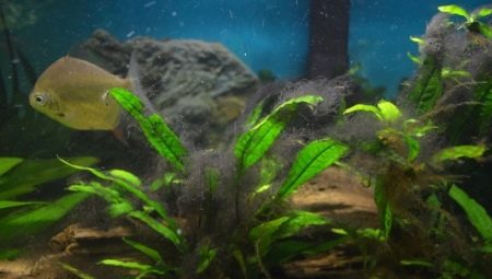 Melnās aļģes akvārijā: kāpēc tās rodas un kā ar tām cīnīties?