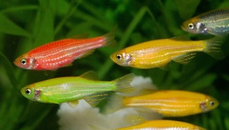 Danio glofish: what are they and how to care for them?
