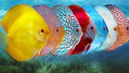 Diszkosz: halak leírása és fajtái, akváriumi tartás és gondozás