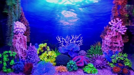Fons de l'aquari: tipus, selecció i instal·lació