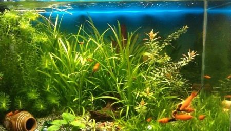 Fosfats a l'aquari: normes i control de nivell