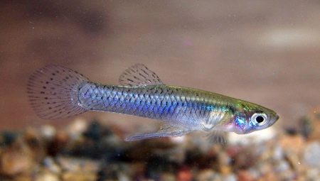 Gambusia: opis, rodzaje i zawartość w akwarium