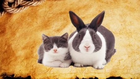 سنة الأرنب (القط): الخصائص والتوافق