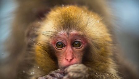 Godina majmuna: datumi, karakteristike i kompatibilnost