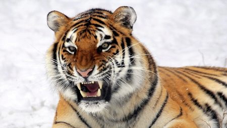 Rok tygra: popis symbolu a vlastností lidí