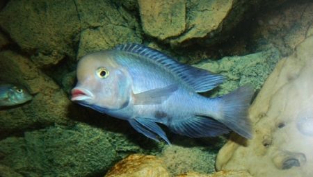 ปลาโลมาสีน้ำเงิน: คำอธิบายของตู้ปลาและกฎสำหรับการบำรุงรักษา