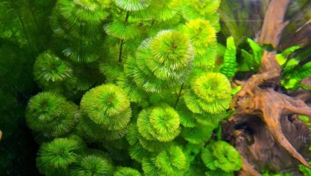 Kabomba: ciri tumbuhan akuarium, penyelenggaraan dan pembiakan