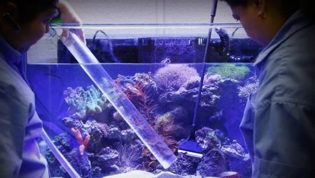 How and with what to disinfect an aquarium?