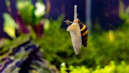 Hvordan bli kvitt snegler i et akvarium?