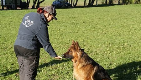 Làm thế nào để dạy một con chó các lệnh fu và không?