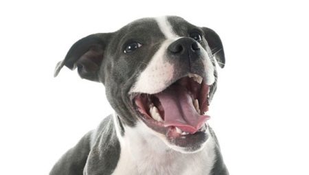 Jak určit věk psa podle zubů?