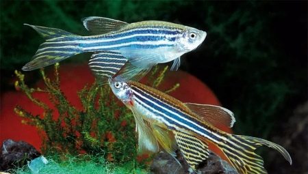 Comment distinguer une femelle poisson zèbre d'un mâle ?