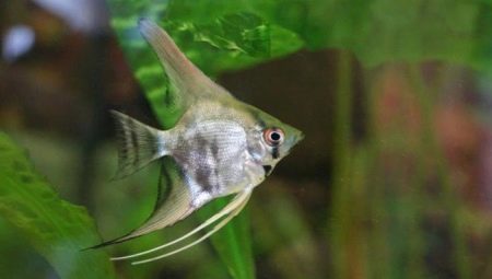 Come distinguere un pesce angelo femmina da un maschio?
