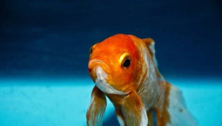 Jak rozeznat samičku zlaté rybky od samce?