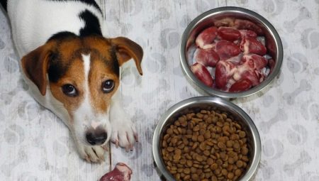 Jak přenést psa na suché krmivo?