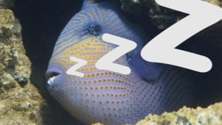 Bagaimana cara ikan tidur di akuarium?