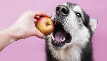 Jaké druhy ovoce můžete dát psům?