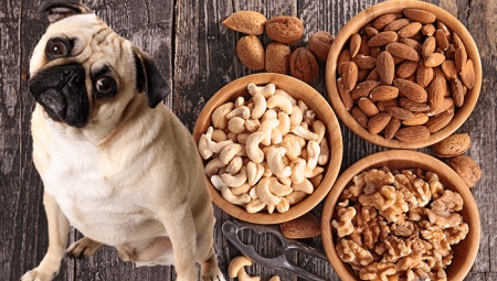 ¿Qué frutos secos se pueden y no se pueden dar a los perros?