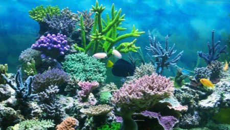 Korallok az akváriumba: típusai és felhasználási területei