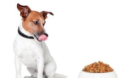 Comida Jack Russell Terrier: una revisión de productores y criterios de selección