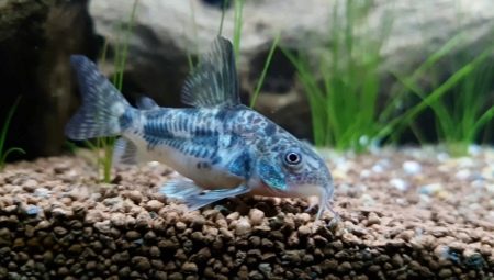Pesce gatto maculato: caratteristiche, manutenzione e cura