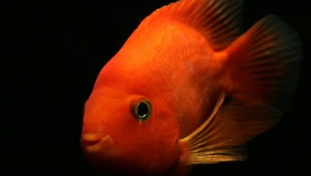 Papagal roșu: descrierea peștilor, regulile de păstrare și reproducere