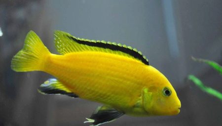 Labidochromis yellow: feature, content at compatibility sa ibang isda