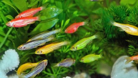 Male akvarijske ribe: sorte i izbor