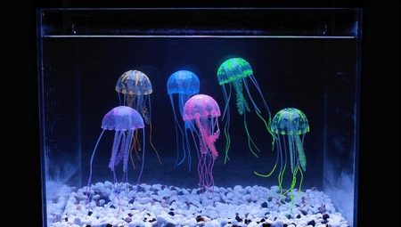 Quallen in einem Aquarium: Was sind sie und wie hält man sie?