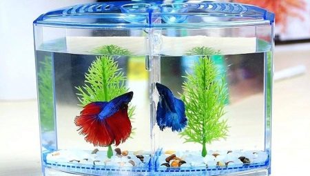Mini-aquários: como equipar e que tipo de peixes arranjar?