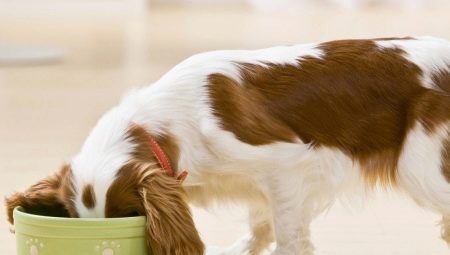 Este posibil să hrăniți un câine cu hrană naturală și uscată în același timp și cum să o faceți corect?