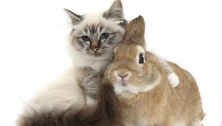 Kočky (králíci): vlastnosti a kompatibilita
