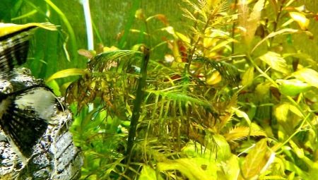 Bezpretensjonalne rośliny akwariowe: odmiany, selekcja i pielęgnacja
