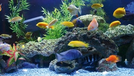 Преглед популарних великих акваријумских риба