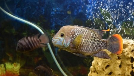 Beschreibung der Arten von räuberischen Aquarienfischen und deren Inhalt