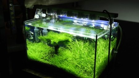 Il·luminació de l'aquari: triar i utilitzar làmpades