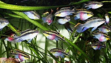Pelvikachromis: varianter og tips til innhold