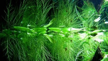 Plantas de acuario flotante: variedades, características de selección y cuidado.