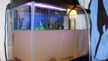 Why did the water become cloudy when starting the aquarium and what to do about it?