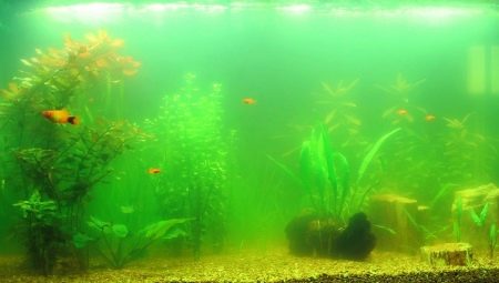Por que a água floresce em um aquário e como lidar com isso?