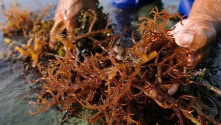 Bakit lumilitaw ang brown algae sa aquarium at kung paano mapupuksa ang mga ito?