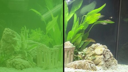 Per què l'aigua de l'aquari es torna verda i com tractar-la?