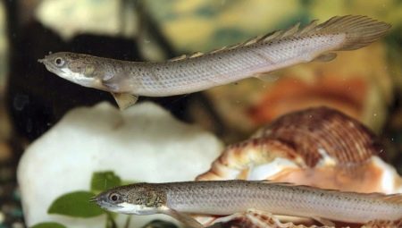 Polypterus senegalese: beschrijving en inhoud in het aquarium