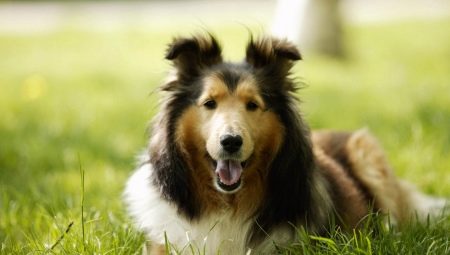 Las razas de perros más saludables: descripción general y consejos para elegir