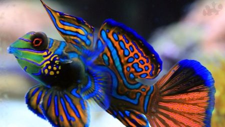 Ikan Mandarin: penerangan, penjagaan dan pembiakan