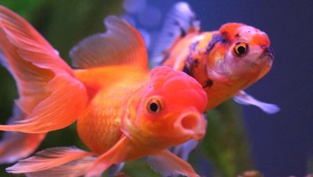 Peștele Oranda: caracteristici, tipuri și conținut