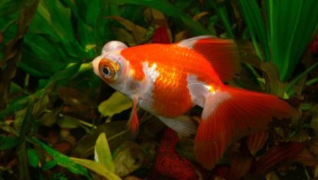 Teleskopske ribe: sorte i savjeti za njegu