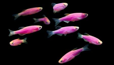 Zebrafish: sorte, selekcija, njega, reprodukcija